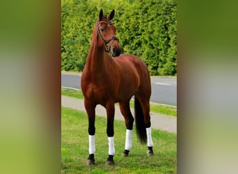 Oldenburger, Stute, 13 Jahre, 165 cm, Brauner