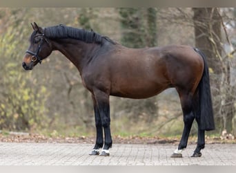 Oldenburger, Stute, 13 Jahre, 165 cm, Dunkelbrauner