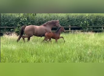 Oldenburger, Stute, 13 Jahre, 165 cm, Fuchs