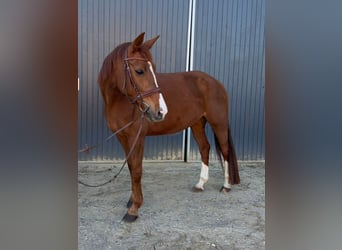 Oldenburger, Stute, 13 Jahre, 165 cm, Fuchs