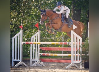 Oldenburger, Stute, 13 Jahre, 165 cm, Fuchs