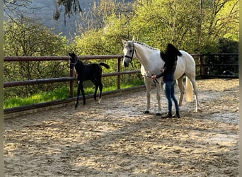 Oldenburger, Stute, 13 Jahre, 165 cm, Schimmel