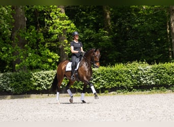 Oldenburger, Stute, 13 Jahre, 167 cm, Dunkelbrauner