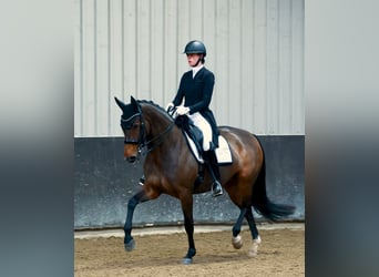 Oldenburger, Stute, 13 Jahre, 167 cm, Dunkelbrauner