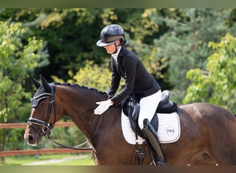 Oldenburger, Stute, 13 Jahre, 167 cm, Dunkelbrauner