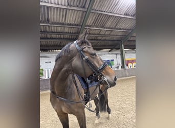 Oldenburger, Stute, 13 Jahre, 167 cm, Dunkelbrauner