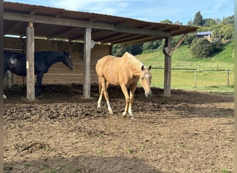 Oldenburger, Stute, 13 Jahre, 168 cm, Palomino