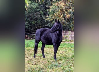 Oldenburger, Stute, 13 Jahre, 168 cm, Rappe