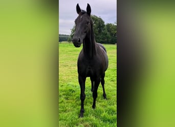Oldenburger, Stute, 13 Jahre, 168 cm, Rappe