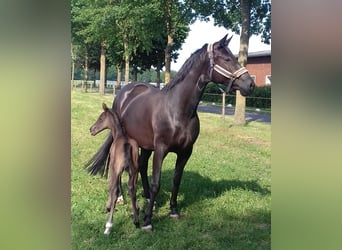 Oldenburger, Stute, 13 Jahre, 168 cm, Rappe