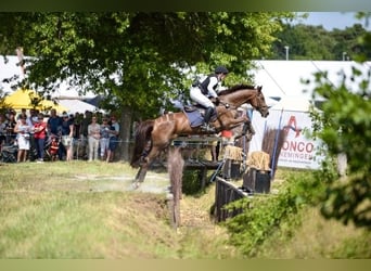 Oldenburger, Stute, 13 Jahre, 169 cm, Dunkelfuchs