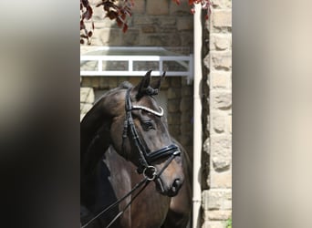 Oldenburger, Stute, 13 Jahre, 169 cm, Schwarzbrauner