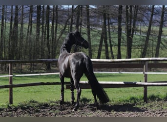 Oldenburger, Stute, 13 Jahre, 169 cm, Schwarzbrauner