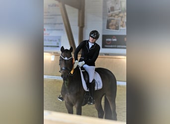 Oldenburger, Stute, 13 Jahre, 169 cm, Schwarzbrauner