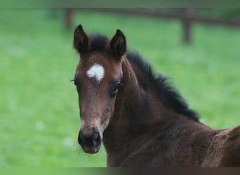 Oldenburger, Stute, 13 Jahre, 169 cm, Schwarzbrauner