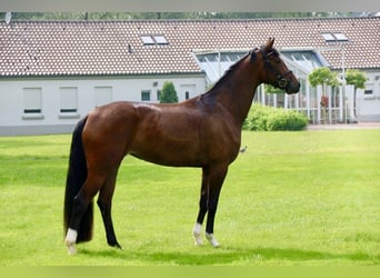 Oldenburger, Stute, 13 Jahre, 170 cm, Brauner