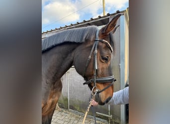 Oldenburger, Stute, 13 Jahre, 170 cm, Dunkelbrauner