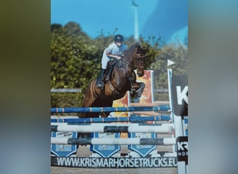 Oldenburger, Stute, 13 Jahre, 170 cm, Dunkelbrauner