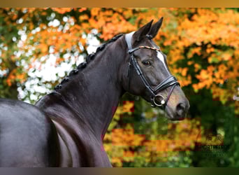 Oldenburger, Stute, 13 Jahre, 170 cm, Schwarzbrauner