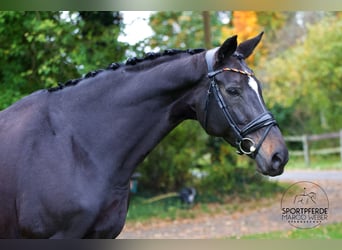 Oldenburger, Stute, 13 Jahre, 170 cm, Schwarzbrauner