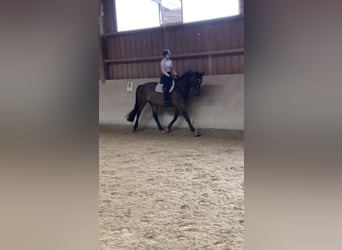 Oldenburger, Stute, 13 Jahre, 170 cm, Schwarzbrauner