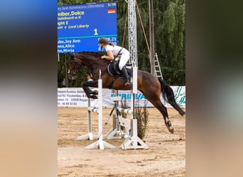 Oldenburger, Stute, 13 Jahre, 171 cm, Dunkelbrauner