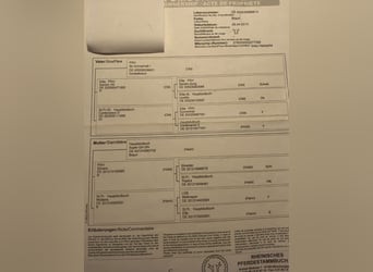 Oldenburger, Stute, 13 Jahre, 172 cm, Brauner