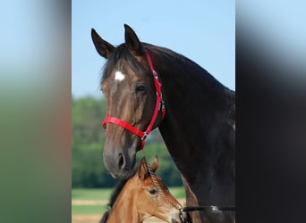 Oldenburger, Stute, 13 Jahre, 172 cm, Dunkelbrauner