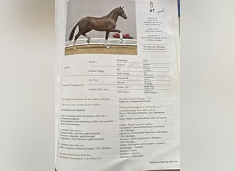 Oldenburger, Stute, 13 Jahre, 172 cm, Dunkelbrauner
