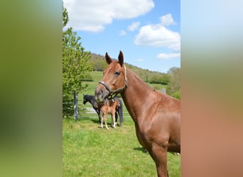 Oldenburger, Stute, 13 Jahre, 172 cm, Fuchs