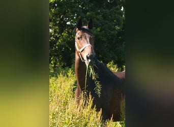 Oldenburger, Stute, 13 Jahre, 173 cm, Dunkelbrauner