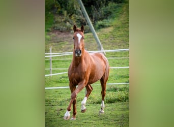 Oldenburger, Stute, 13 Jahre, 173 cm, Dunkelfuchs