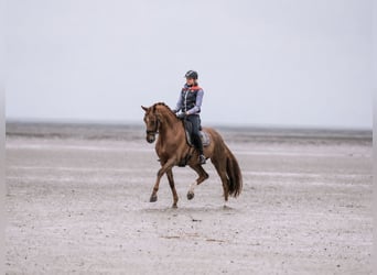 Oldenburger, Stute, 13 Jahre, 174 cm, Dunkelfuchs