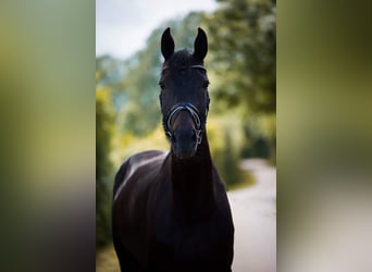 Oldenburger, Stute, 13 Jahre, 175 cm, Schwarzbrauner