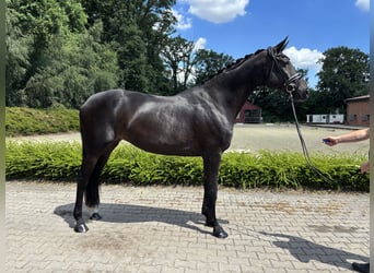 Oldenburger, Stute, 13 Jahre, 175 cm, Schwarzbrauner