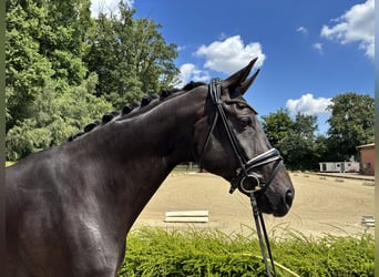 Oldenburger, Stute, 13 Jahre, 175 cm, Schwarzbrauner