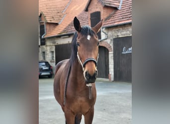 Oldenburger, Stute, 13 Jahre, 180 cm, Brauner