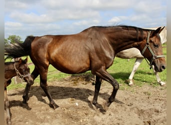 Oldenburger, Stute, 13 Jahre, 180 cm, Dunkelbrauner
