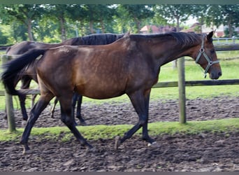 Oldenburger, Stute, 13 Jahre, 180 cm, Dunkelbrauner