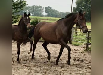 Oldenburger, Stute, 13 Jahre, 180 cm, Dunkelbrauner