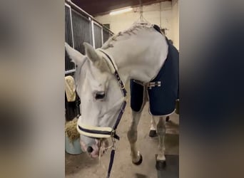 Oldenburger Mix, Stute, 13 Jahre, Schimmel