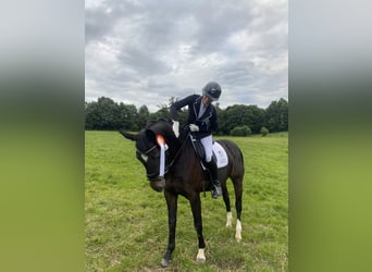 Oldenburger, Stute, 14 Jahre, 162 cm