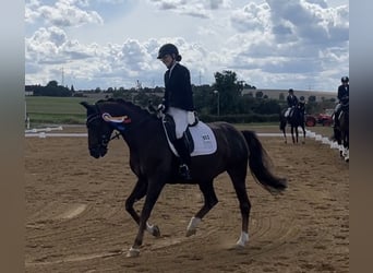 Oldenburger, Stute, 14 Jahre, 162 cm, Dunkelfuchs