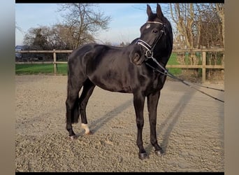 Oldenburger, Stute, 14 Jahre, 162 cm, Schwarzbrauner