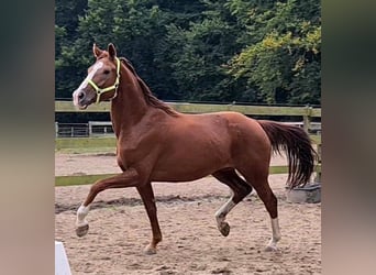 Oldenburger, Stute, 14 Jahre, 163 cm, Dunkelfuchs
