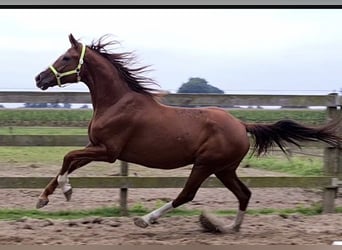 Oldenburger, Stute, 14 Jahre, 164 cm, Fuchs