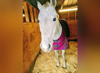 Oldenburger, Stute, 14 Jahre, 164 cm, Schimmel