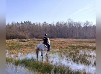 Oldenburger, Stute, 14 Jahre, 164 cm, Schimmel