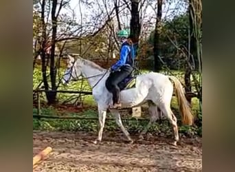 Oldenburger, Stute, 14 Jahre, 164 cm, Schimmel