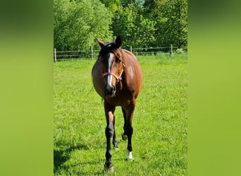 Oldenburger, Stute, 14 Jahre, 165 cm, Brauner